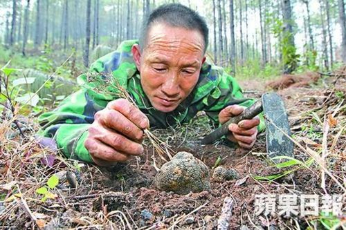 Lão nông đào được 'hòn đá' đen xì tỏa mùi thơm, chuyên gia nói: 1 tỷ chỉ mua được 2 kg