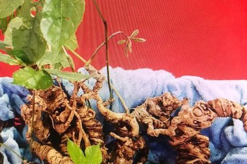 Quảng Nam được quy hoạch thành vùng nguyên liệu sâm Việt Nam