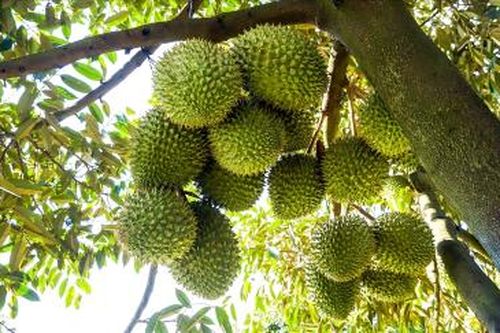 Ngẩn ngơ vườn sầu riêng trĩu quả ở Chợ Mới