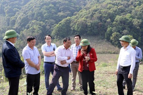 Kỳ vọng thoát nghèo từ cây quế