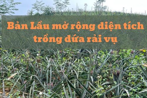 Bản Lầu mở rộng diện tích trồng dứa trái vụ