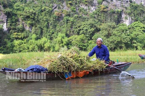 Rộn ràng ngày mùa Tam Cốc