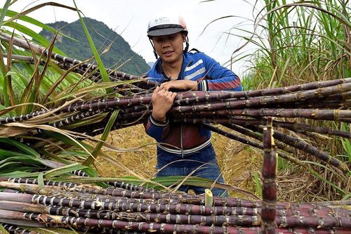 Dự báo giá đường tăng 12%, doanh nghiệp mía đường nào hưởng vị 'ngọt' nhất?