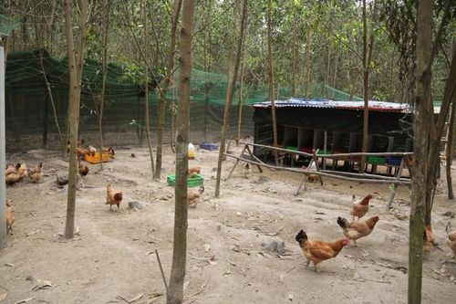Sản xuất trứng gà nhân đạo kết hợp mô hình phát triển kinh tế tuần hoàn