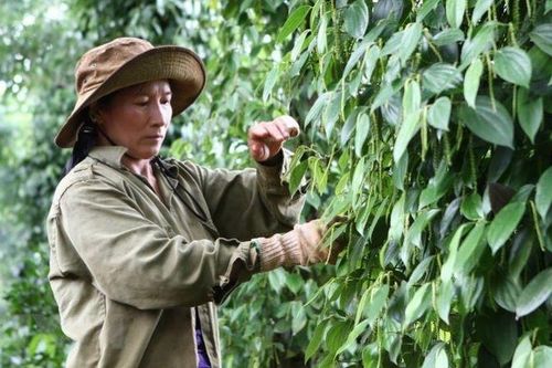 Cơ hội 'đổi đời' từ nông nghiệp bền vững ở huyện biên giới Đức Cơ