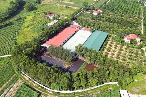 Người dân bức xúc vì trại lợn bốc mùi hôi thối nồng nặc