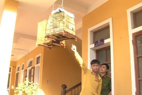 Có 7 tiền án, tiền sự vẫn đi trộm… chim cảnh