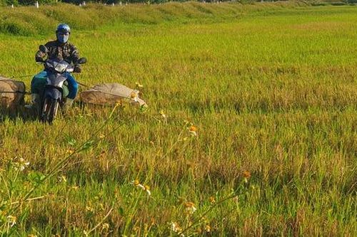 Săn 'tôm bay' kiếm tiền triệu giữa mùa nắng nóng