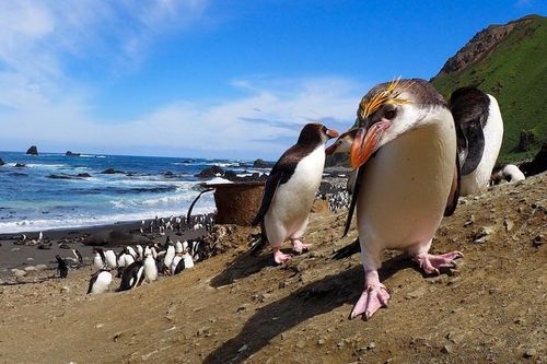 Australia sẽ có công viên hải dương diện tích lớn hơn Việt Nam, Nhật Bản