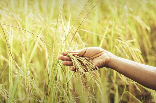 Sản lượng gạo của Thái Lan có nguy cơ sụt giảm do El Nino