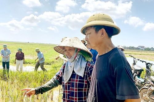 Vụ nghi xả nước mặn ở 'vựa lúa' Thái Bình: Người dân mong điều tra nguyên nhân lúa chết