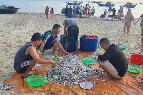 Ngư dân Đà Nẵng kiếm tiền triệu nhờ trúng đậm cá cơm, cá trích