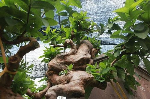 Chiêm ngưỡng ôi bonsai mọc ngược đẹp nhất Việt Nam