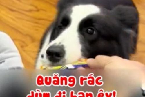 Tròn mắt xem chó cưng phục vụ sen 'tận răng'