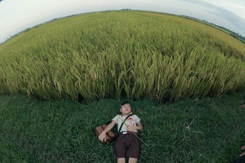 Chim họa mi vẫn hót