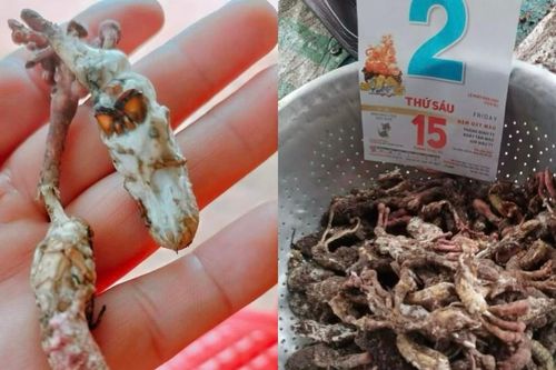 Ăn nấm mọc từ xác nhộng ve sầu, 6 người nhập viện cấp cứu