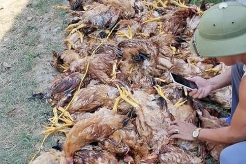 Mất điện đột ngột, gần 1.000 con gà lăn ra chết