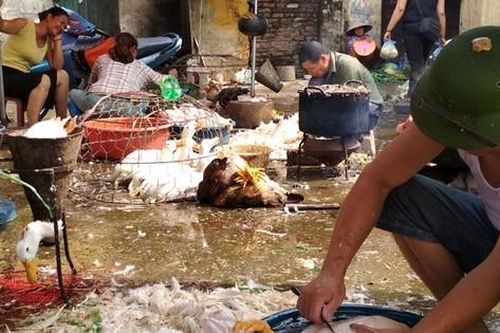 Hơn 70% cơ sở giết mổ không đủ điều kiện hoạt động