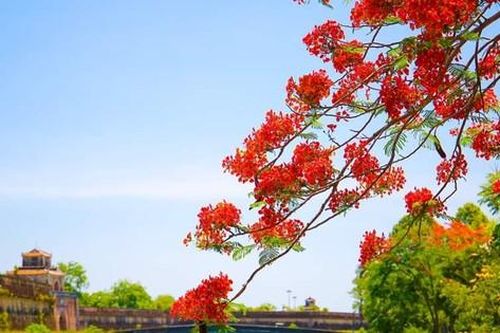 Rực rỡ sắc đỏ hoa phượng xứ Huế