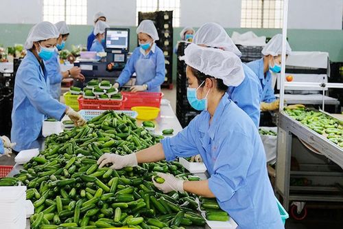 Điều kiện để xuất khẩu nông sản 'về đích': Phát triển doanh nghiệp 'đầu tàu'