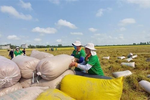 Tin tức kinh tế ngày 4/6: Xuất khẩu gạo đạt kỷ lục và thắng lợi kép