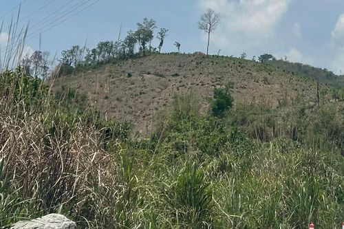 Phát hiện một thi thể đang phân hủy khi đi rừng