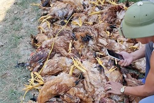Mất điện đột ngột lúc nắng nóng, trang trại thiệt hại gần 1.000 con gà