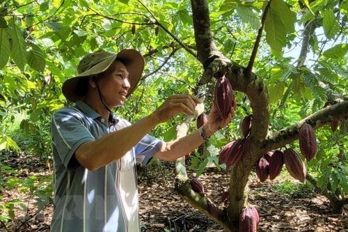 Bà Rịa-Vũng Tàu mở rộng diện tích cây cacao đáp ứng xuất khẩu