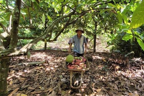 Bà Rịa - Vũng Tàu mở rộng cây ca cao đáp ứng nhu cầu thị trường