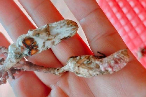 Đắk Lắk: 6 người nhập viện cấp cứu do ăn nấm mọc từ xác nhộng ve sầu