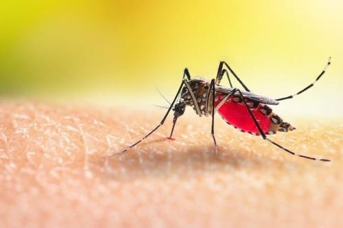 Mẹo chống muỗi đốt đơn giản và hiệu quả