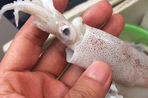 Dân biển chỉ cách chọn mực tươi ngon, không lo ngâm hóa chất