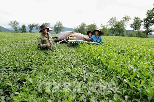 Xây dựng thương hiệu chè Phú Thọ