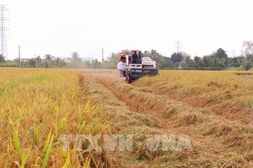 Thị trường nông sản: Giá gạo tại ĐBSCL giảm nhẹ
