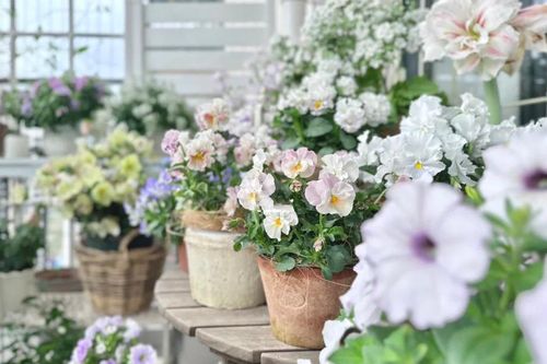 Khu vườn ban công 5 năm tuổi đẹp như xứ sở thần tiên với muôn loài hoa