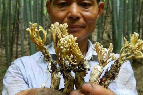 Lão nông khoe đào được con ve có sừng trên đầu, chuyên gia: 'Chúng hiếm nhưng sai một ly đi một dặm'