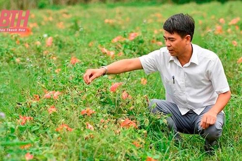 Nâng cao giá trị kinh tế cho cây trồng bản địa