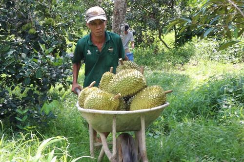 Sầu riêng Xuân Định trúng đậm