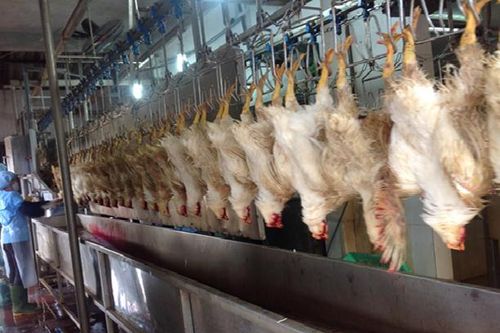 Cần có chính sách hỗ trợ thu hút nhà đầu tư vào cơ sở giết mổ gia súc, gia cầm