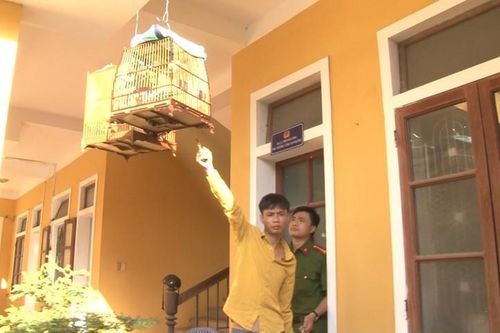 Huế: Khởi tố hai thanh niên trộm một con chim