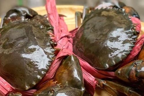 Cách phân biệt cua đực và cua cái ra sao?