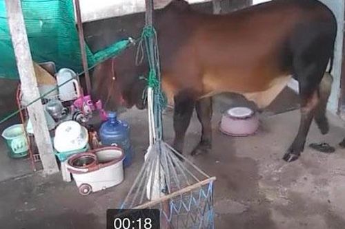Hai bé gái hoảng hốt tháo chạy khi bò ngang nhiên xông vào nhà