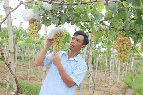 Vườn nho hữu cơ trĩu quả trên đất lúa ở Trà Vinh