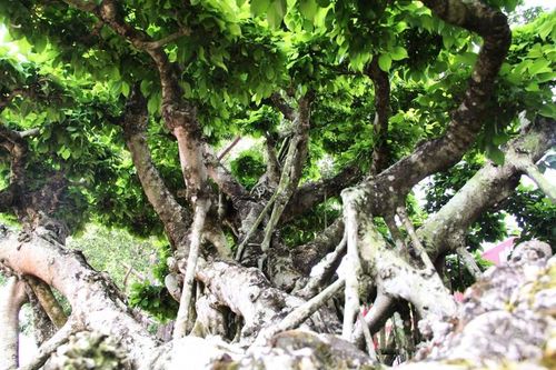 Sanh cổ phủ rêu chỉ để 'ngắm', bao nhiêu tiền cũng không bán