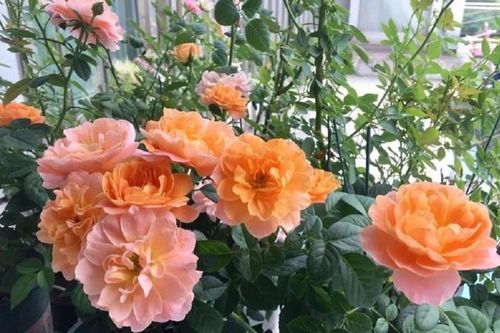 Cách trồng hoa hồng trong chậu ban công?
