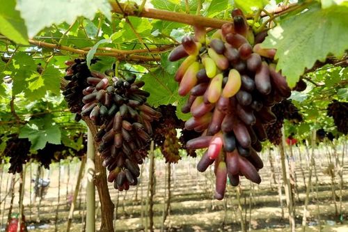 Ninh Thuận lần đầu tổ chức thi Giàn nho đẹp