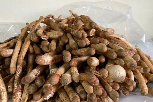 Trời mưa mới được ăn nấm mối, 1 triệu đồng/kg vẫn hết sạch
