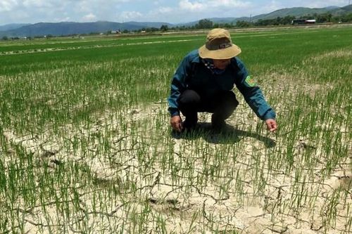Nắng nóng, hạn hán ảnh hưởng lớn đến cuộc sống và sinh hoạt người dân