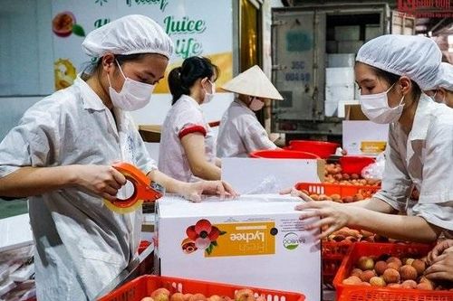 Quả vải tươi Việt Nam rộng cửa 'đi máy bay' tiếp cận thị trường Áo