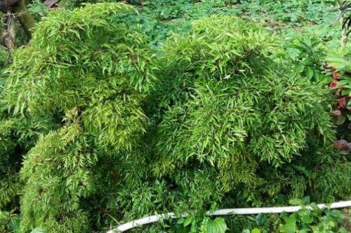 11 bài thuốc hay từ đinh lăng trong vườn nhà